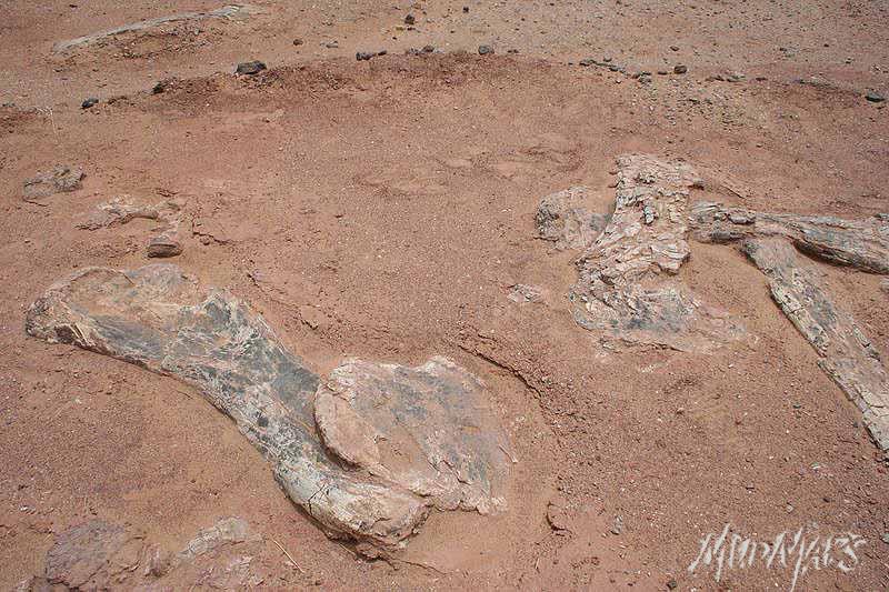 Mud Maps Africa Agadez dinosaur bones 3375